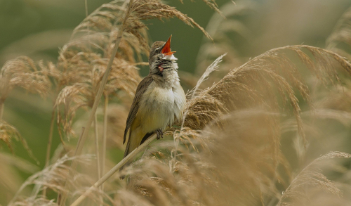 Rákosník zpěvný  (Acrocephalus palustris)  A42I9057ok