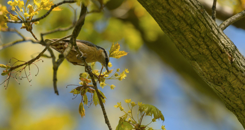 Brhlík lesní  (Sitta europaea)  A42I9073ok1