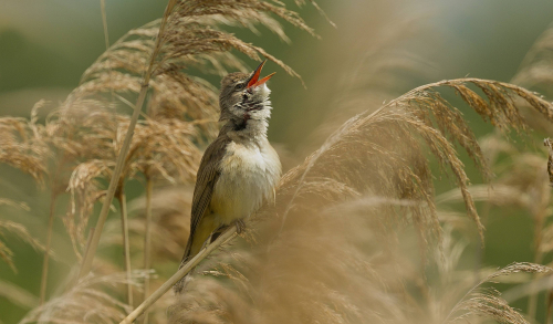 Rákosník zpěvný  (Acrocephalus palustris)  A42I9089ok