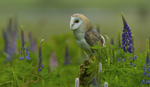 Sova pálená  (Tyto alba)  A42I9263ok
