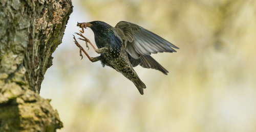 Špaček obecný  (Sturnus vulgaris) A42I9407ok
