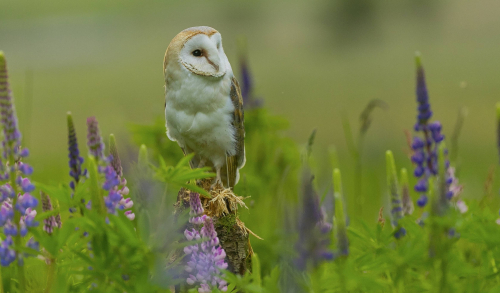 Sova pálená  (Tyto alba)  A42I9485ok