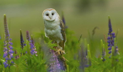 Sova pálená  (Tyto alba)  A42I9490ok