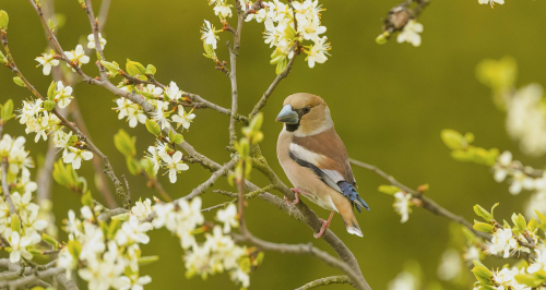 Dlask tlustozobý  (Coccothraustes coccothraustes)  A42I9561ok