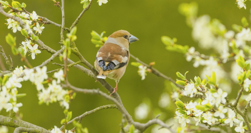 Dlask tlustozobý  (Coccothraustes coccothraustes)  A42I9573ok