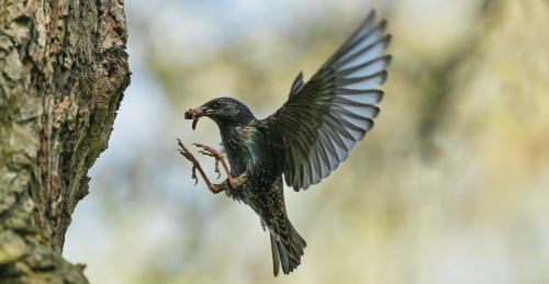 Špaček obecný  (Sturnus vulgaris) 1_A42I9591ok