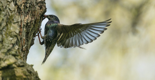 Špaček obecný  (Sturnus vulgaris) A42I9592ok