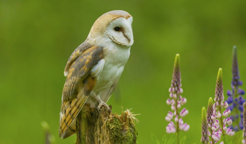 Sova pálená  (Tyto alba)  A42I9611ok