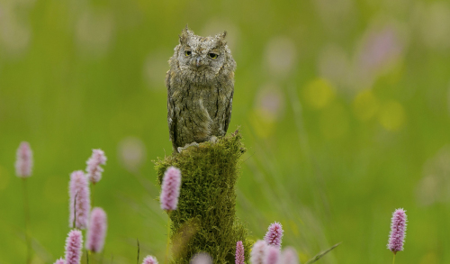 Výreček malý  (Otus scops)  A42I9701ok