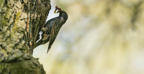 Špaček obecný  (Sturnus vulgaris) A42I9781ok