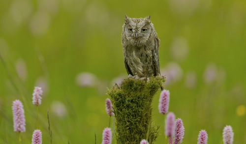Výreček malý  (Otus scops)  A42I9815ok