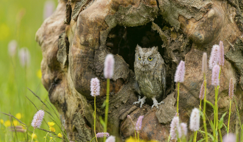 Výreček malý  (Otus scops)  A42I9870ok