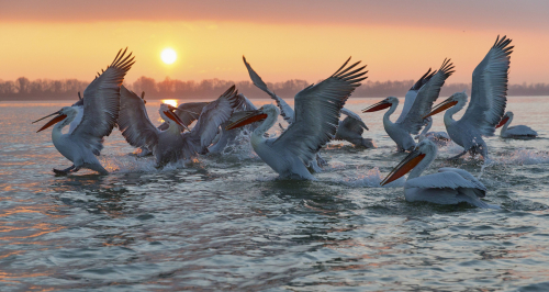 Pelikán kadeřavý  (Pelecanus crispus)  IMG_5938ok