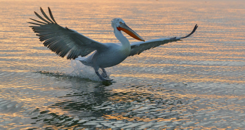 Pelikán kadeřavý  (Pelecanus crispus)  IMG_6475ok
