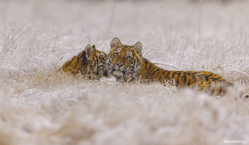 Tygr ussurijský  (Panthera tigris)  MAT8152ok