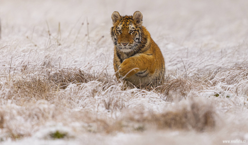 Tygr ussurijský  (Panthera tigris)  MAT8230ok