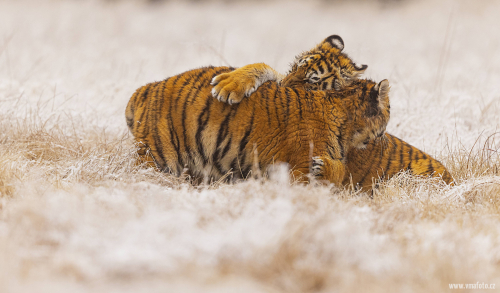 Tygr ussurijský  (Panthera tigris)  MAT8273ok