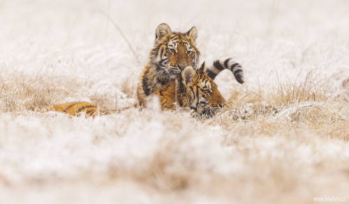 Tygr ussurijský  (Panthera tigris)  MAT8328ok