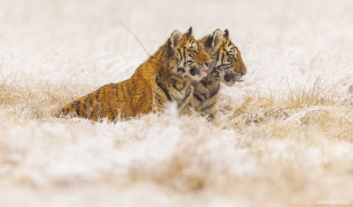 Tygr ussurijský  (Panthera tigris)  MAT8366ok