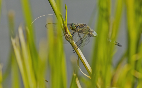 IMG_5790ok