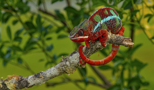 A42I7357ok