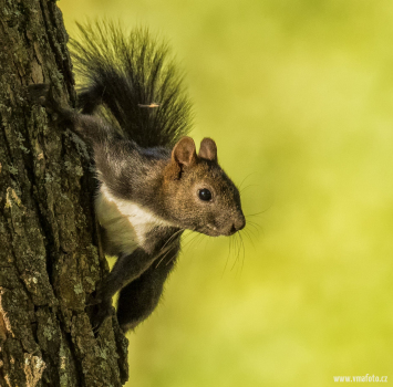Veverka obecná  (Sciurus vulgaris)  1128ok