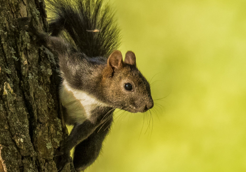 Veverka obecná  (Sciurus vulgaris)  1128ok