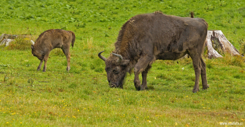 Zubr evropský  (Bison bonasus)  1_IMG_3209ok