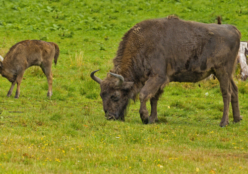 Zubr evropský  (Bison bonasus)  1_IMG_3209ok