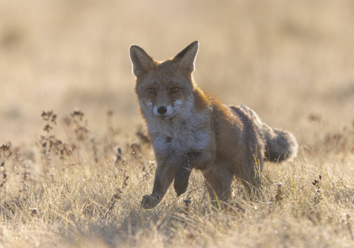 Liška obecná  (Vulpes vulpes)  5L0A6067ok