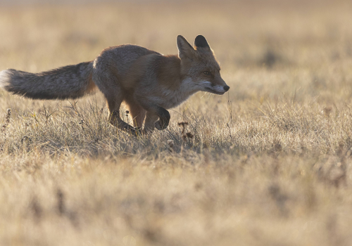 Liška obecná  (Vulpes vulpes)  5L0A6081ok