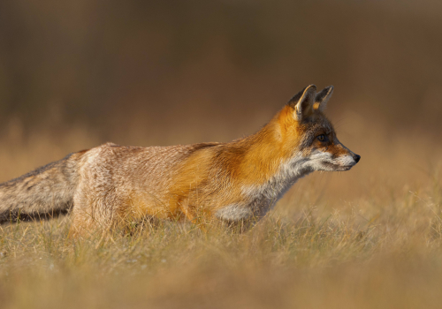 Liška obecná  (Vulpes vulpes)  5L0A6171ok