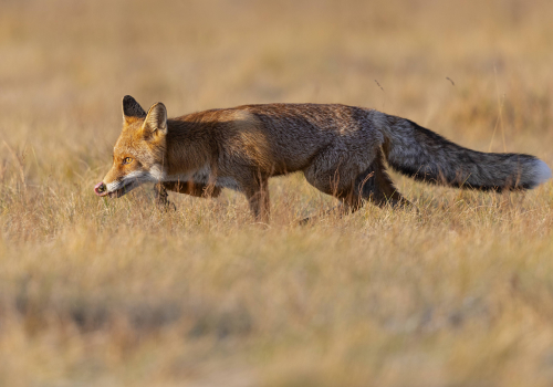 Liška obecná  (Vulpes vulpes)  5L0A6219ok