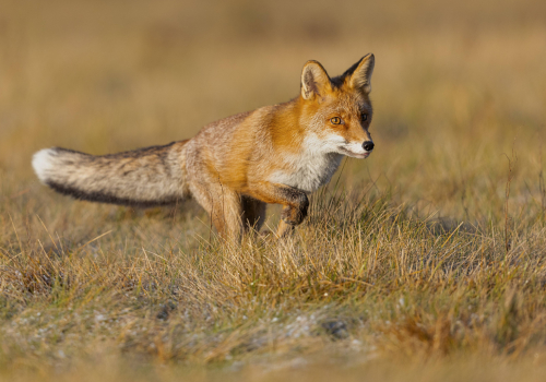 Liška obecná  (Vulpes vulpes)  5L0A6234ok