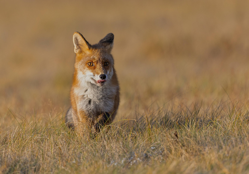 Liška obecná  (Vulpes vulpes)  5L0A6290ok