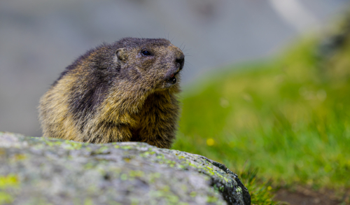 63A3365ok-DeNoiseAI-low-light