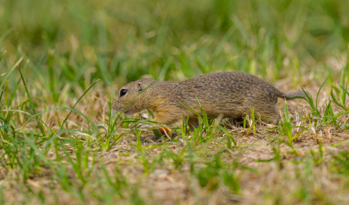 63A7282ok-DeNoiseAI-low-light