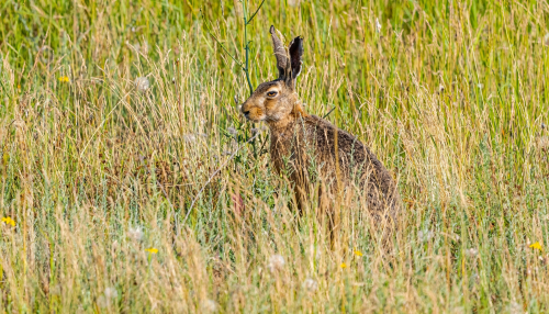 63A7926ok-DeNoiseAI-low-light