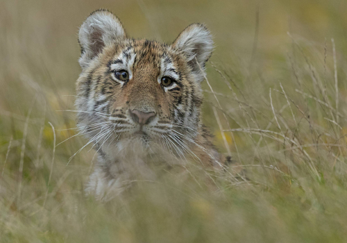 Tygr ussurijský  (Panthera tigris)  A42I0006ok