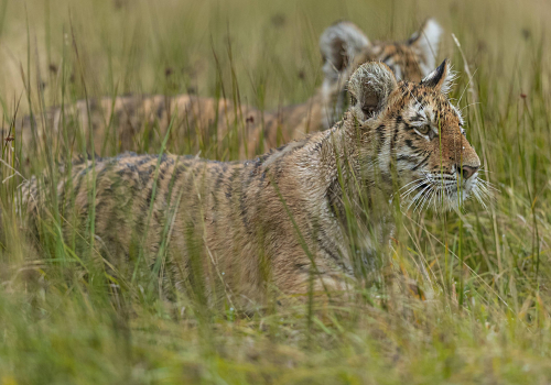 Tygr ussurijský  (Panthera tigris)  A42I0067ok