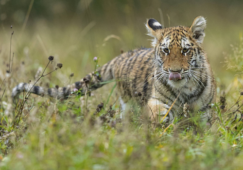 Tygr ussurijský  (Panthera tigris)  A42I0073ok