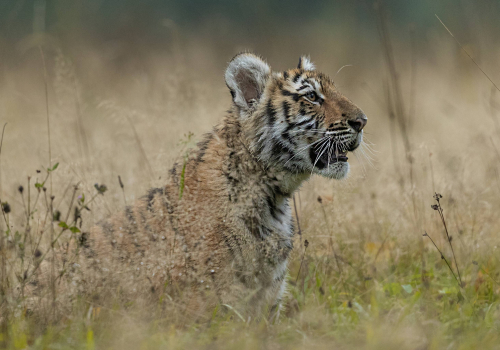 Tygr ussurijský  (Panthera tigris)  A42I0096ok