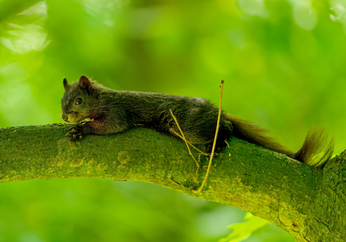 A42I0100ok-DeNoiseAI-low-light