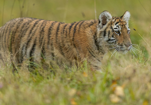 Tygr ussurijský  (Panthera tigris)  A42I0204ok