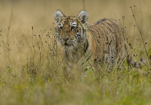 Tygr ussurijský  (Panthera tigris)  A42I0394ok
