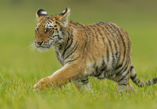 Tygr ussurijský  (Panthera tigris)  A42I0591ok
