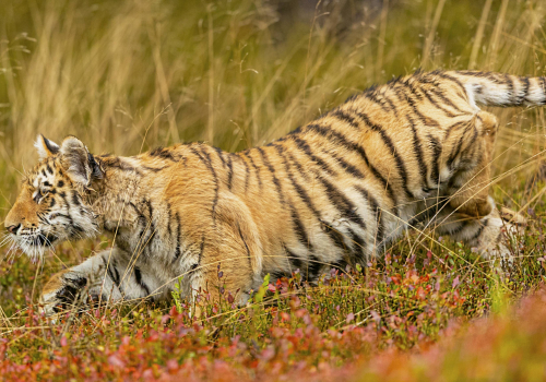 Tygr ussurijský  (Panthera tigris)  A42I0851ok