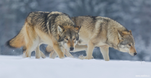Vlk obecný  (Canis lupus)  A42I0873ok
