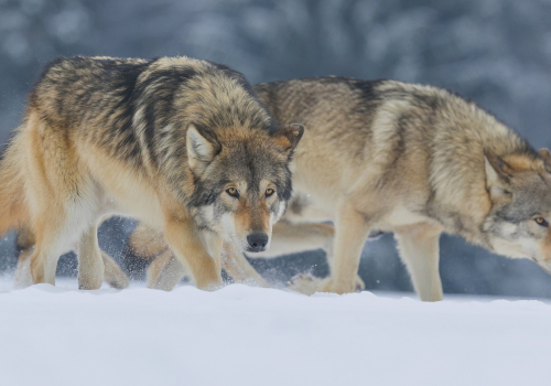 Vlk obecný  (Canis lupus)  A42I0873ok