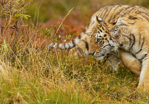 Tygr ussurijský  (Panthera tigris)  A42I0965ok